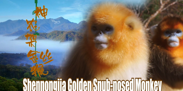 秘境生灵：走进《神农架金丝猴》的奇妙世界